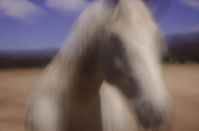 White Horse, Black Horse
Mimbres Valley, New Mexico