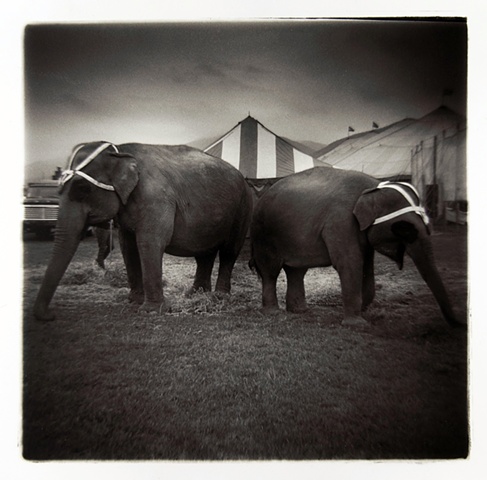 Elephants, Hoxie Brothers Circus