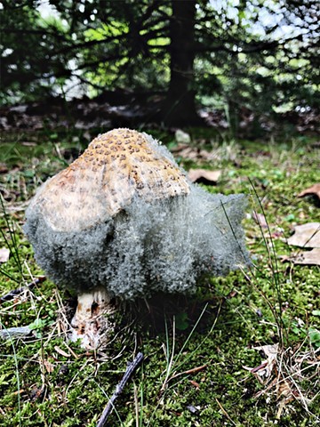 "Spawning Mushroom"