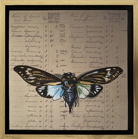 Madagascan Moth