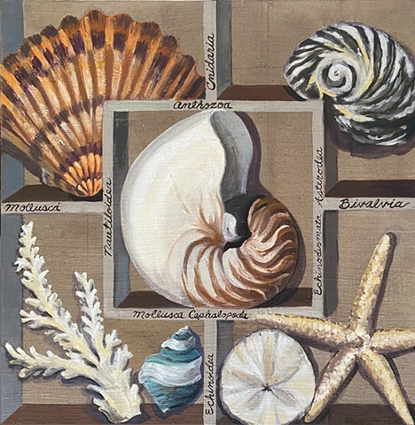 Shell Collection