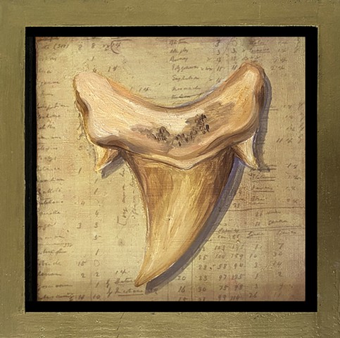 Fossil Shark Tooth