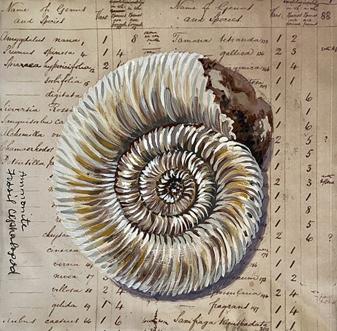 Ammonite Fossil