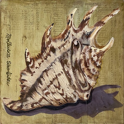 Spider Conch Shell