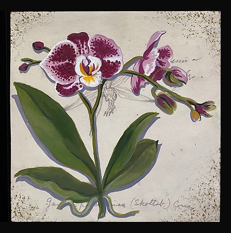 Phalenopsis Orchid