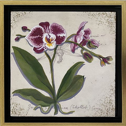 Phalenopsis Orchid