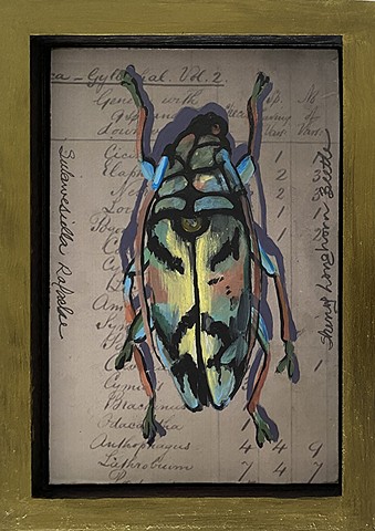 Eupholus Weevil