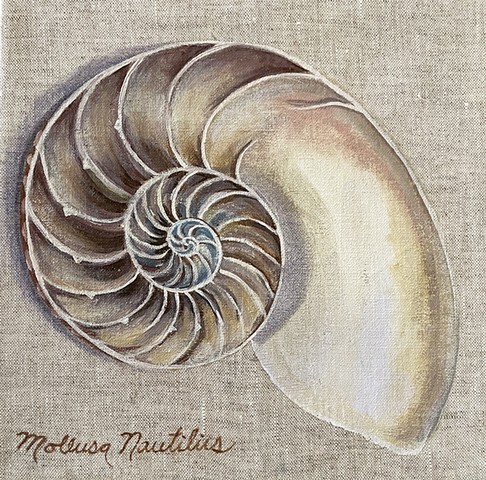Nautilus shell-Interior