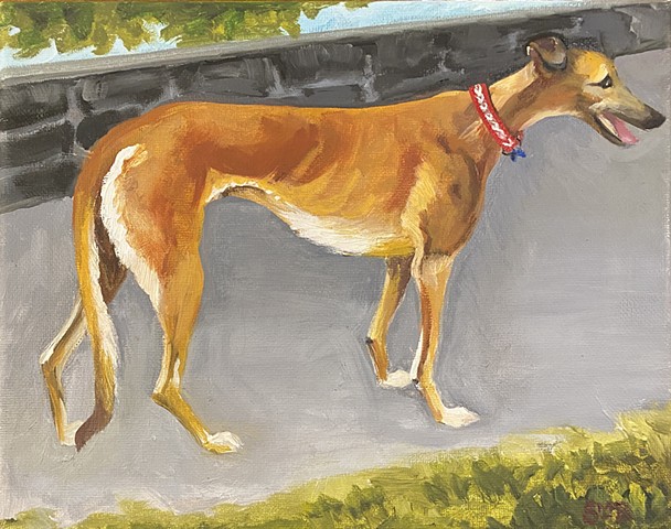 Roxy, the Greyhound