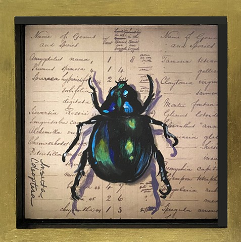 Iridescent Balck Beetle