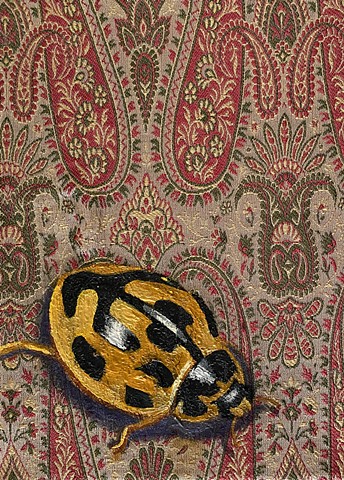 14 Spotted Ladybug