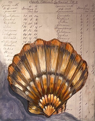 Lion's Paw Clam Shell