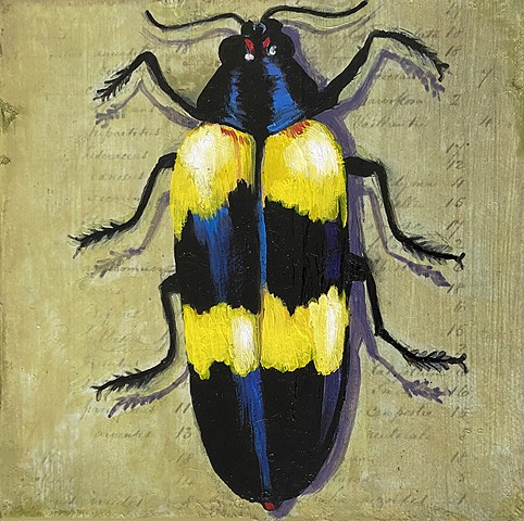 Jewel Beetle