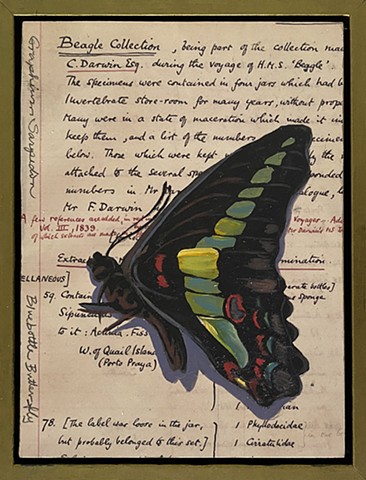 Bluebottle Butterfly