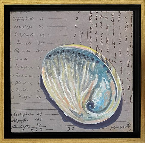 Abalone Shell