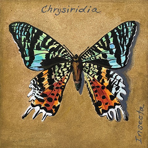 Cicada Splendid