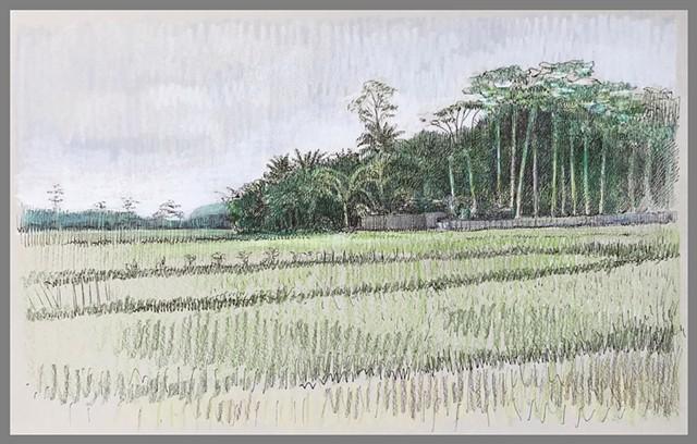 Travel Drawing: Rice Fields near Borobudur, Java, Indonesia