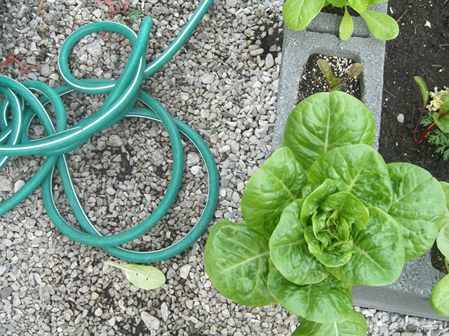 Lettuce in Greenhouse