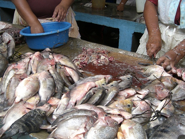 Fish at Granada Market