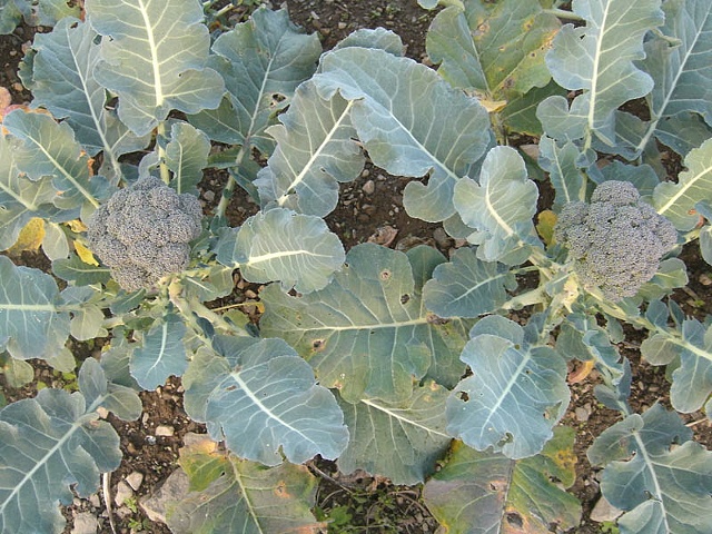 Broccoli Flowers