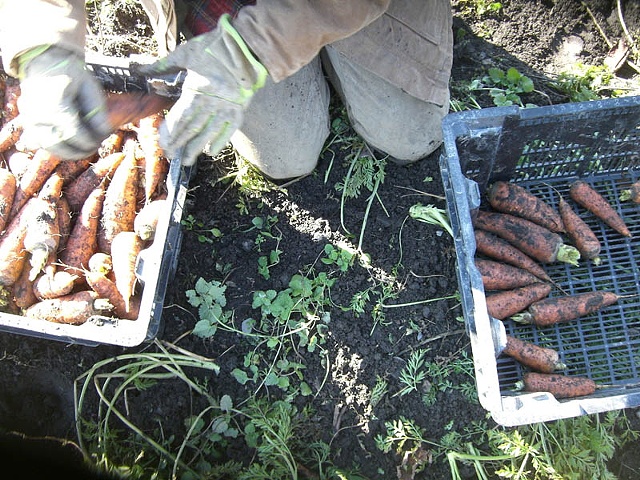 Last Carrot Harvest