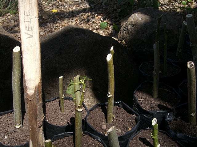 Tree Nursery #2