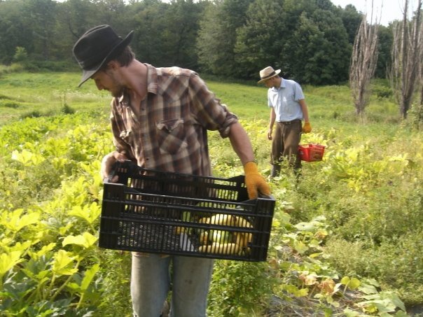 Harvesting Summer Squash