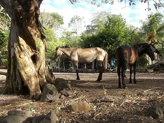 Branded Horses