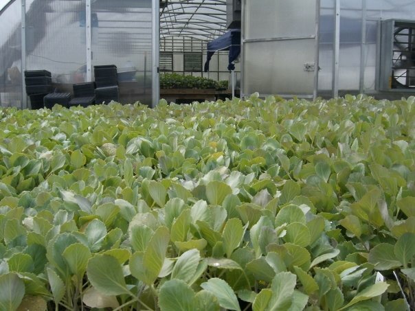 Collard Seedlings