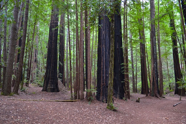 Big Basin Redwoods