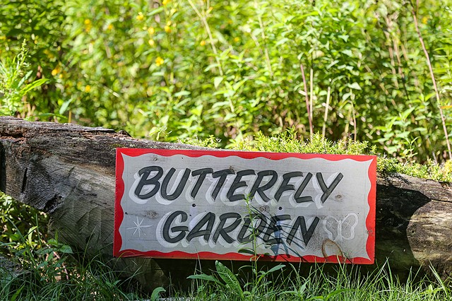 Camp Kent 2023 Butterfly Mural Migration, photo credit John Andrews