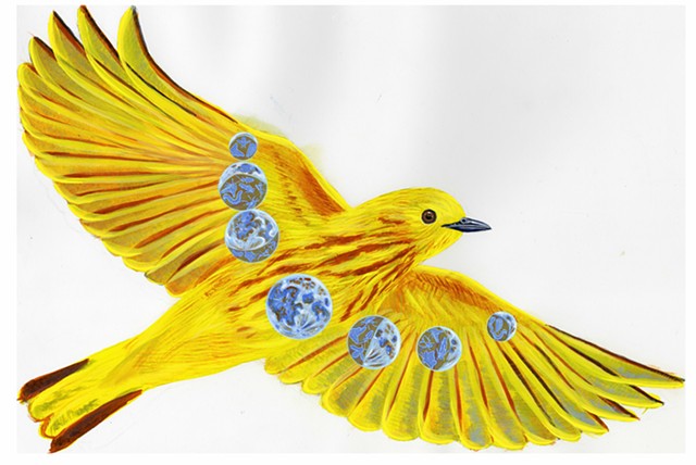 Yellow Warbler