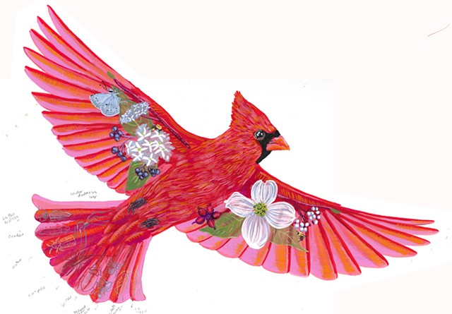 Northern Cardinal