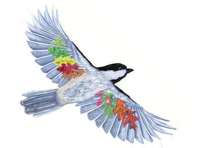 Black Capped Chickadee