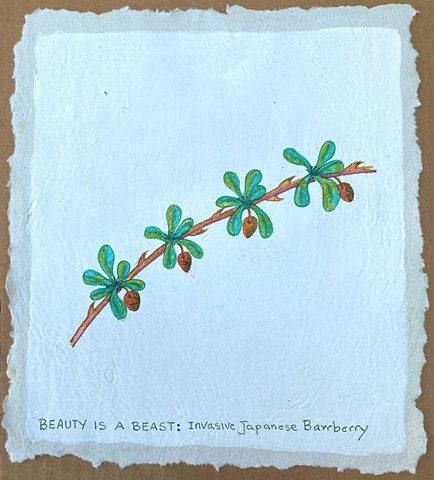Beauty is a Beast: Invasive Japanese Barberry