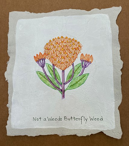 Not a Weed: Butterfly Weed