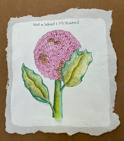Not a Weed: Milkweed