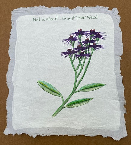 Not a Weed: Iron Weed