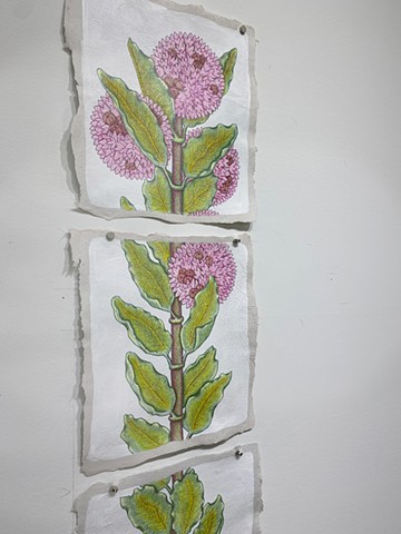 VIDEO: Not a Weed: Milkweed (Large)