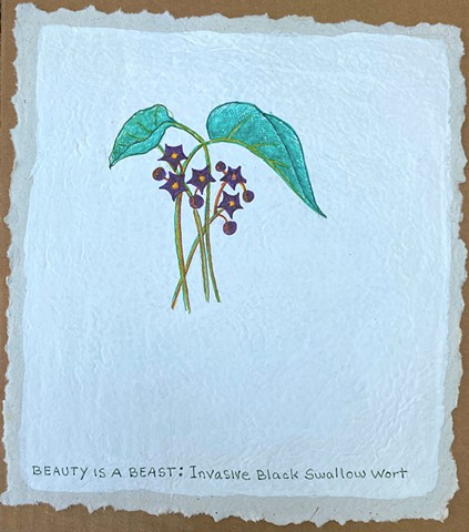 Beauty is a Beast:Invasive Black Swallow Wort