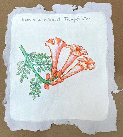 Beauty is a Beast: Invasive Trumpet Vine