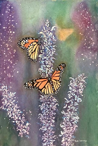 Monarchs on Salvia