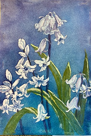 Spanish Bluebells