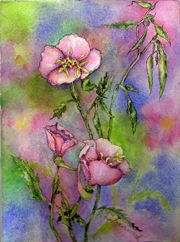 Oenothera speciosa, Pink Evening Primrose, wildflower, watercolor, pen and ink