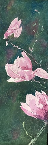 Saucer Magnolia