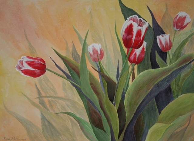 red, white tulips, orange background