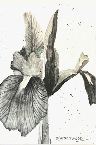  Iris in Monotone