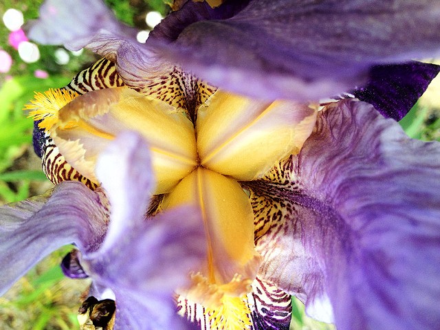 Inside Iris © Sally Brophy