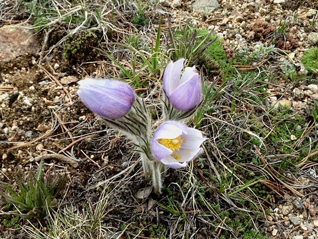 Springtime Colorado Wildflower