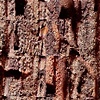 Crosse-Section (detail)